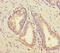 Sterol Carrier Protein 2 antibody, CSB-PA020856DA01HU, Cusabio, Immunohistochemistry paraffin image 