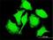 T Cell Leukemia/Lymphoma 1A antibody, H00008115-M06, Novus Biologicals, Immunocytochemistry image 