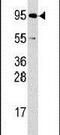 Ribosomal Protein S6 Kinase A3 antibody, PA5-15140, Invitrogen Antibodies, Western Blot image 