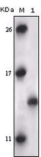 MAPK Activated Protein Kinase 5 antibody, 32-205, ProSci, Enzyme Linked Immunosorbent Assay image 