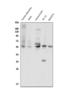Solute Carrier Family 2 Member 1 antibody, PB9435, Boster Biological Technology, Western Blot image 