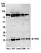 Peptidylprolyl Cis/Trans Isomerase, NIMA-Interacting 4 antibody, A305-709A-M, Bethyl Labs, Western Blot image 