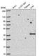 Cyclin-I antibody, HPA061470, Atlas Antibodies, Western Blot image 