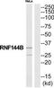 Ring Finger Protein 144B antibody, TA312549, Origene, Western Blot image 