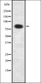 Elongin A antibody, orb378276, Biorbyt, Western Blot image 