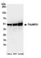 THUMP Domain Containing 1 antibody, A304-643A, Bethyl Labs, Western Blot image 