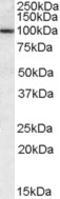 Chloride Channel Accessory 1 antibody, LS-B4111, Lifespan Biosciences, Western Blot image 