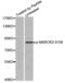 Myristoylated Alanine Rich Protein Kinase C Substrate antibody, abx000449, Abbexa, Western Blot image 