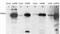 Fos-related antigen 1 antibody, 45-631, ProSci, Western Blot image 