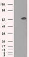 Glucose-6-Phosphate Isomerase antibody, CF501136, Origene, Western Blot image 