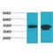 Hydroxyacid Oxidase 1 antibody, LS-C387833, Lifespan Biosciences, Western Blot image 