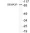 Semaphorin 3F antibody, LS-C200000, Lifespan Biosciences, Western Blot image 