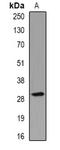 Proopiomelanocortin antibody, orb381967, Biorbyt, Western Blot image 