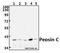 Progastricsin antibody, A00218, Boster Biological Technology, Western Blot image 