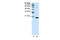 Chromobox 3 antibody, 28-174, ProSci, Enzyme Linked Immunosorbent Assay image 