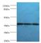 SLAM Family Member 7 antibody, MBS1497455, MyBioSource, Western Blot image 