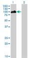 Homeodomain Interacting Protein Kinase 4 antibody, MA5-23081, Invitrogen Antibodies, Western Blot image 