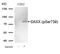 Death Domain Associated Protein antibody, PA5-67501, Invitrogen Antibodies, Western Blot image 