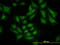 SMAD Specific E3 Ubiquitin Protein Ligase 1 antibody, LS-B5471, Lifespan Biosciences, Immunofluorescence image 