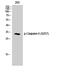 Caspase 6 antibody, A02631S257-1, Boster Biological Technology, Western Blot image 