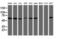 Tripartite Motif Containing 38 antibody, TA505976BM, Origene, Western Blot image 