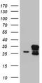 Coiled-Coil-Helix-Coiled-Coil-Helix Domain Containing 3 antibody, LS-C789896, Lifespan Biosciences, Western Blot image 