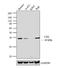 CD2 Molecule antibody, NBP2-22537, Novus Biologicals, Western Blot image 