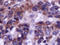 Cf2 antibody, 251409, Abbiotec, Immunohistochemistry paraffin image 