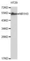 Nuclear Receptor Subfamily 1 Group H Member 3 antibody, abx001753, Abbexa, Western Blot image 