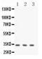 Calponin 1 antibody, LS-C313323, Lifespan Biosciences, Western Blot image 