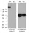 Microtubule-associated serine/threonine-protein kinase 2 antibody, LS-C794532, Lifespan Biosciences, Western Blot image 