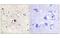 Nuclear Receptor Subfamily 3 Group C Member 1 antibody, MBS5300018, MyBioSource, Immunohistochemistry frozen image 