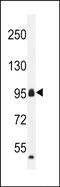 Coiled-Coil Domain Containing 110 antibody, PA5-48270, Invitrogen Antibodies, Western Blot image 