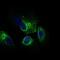 Calmegin antibody, GTX60793, GeneTex, Immunofluorescence image 