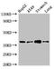 Par-6 Family Cell Polarity Regulator Alpha antibody, LS-C678938, Lifespan Biosciences, Western Blot image 