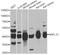 NSFL1 Cofactor antibody, STJ28760, St John