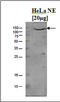 Lysine Demethylase 1A antibody, TA347221, Origene, Western Blot image 