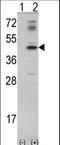 Mevalonate Diphosphate Decarboxylase antibody, LS-C164688, Lifespan Biosciences, Western Blot image 