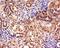 Chymotrypsin Like Elastase 2A antibody, orb183367, Biorbyt, Immunohistochemistry paraffin image 