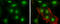PNMA Family Member 2 antibody, GTX117650, GeneTex, Immunocytochemistry image 