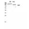 Telomerase Reverse Transcriptase antibody, LS-C386389, Lifespan Biosciences, Western Blot image 