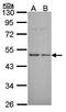 Histamine Receptor H3 antibody, orb73737, Biorbyt, Western Blot image 