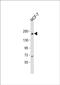 Ubiquitin Specific Peptidase 32 antibody, PA5-49541, Invitrogen Antibodies, Western Blot image 