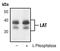 Linker For Activation Of T Cells antibody, PA5-17522, Invitrogen Antibodies, Western Blot image 