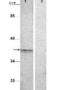 Aurora Kinase B antibody, GTX85607, GeneTex, Western Blot image 