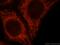 BCL2 Like 13 antibody, 16612-1-AP, Proteintech Group, Immunofluorescence image 