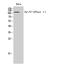 ATPase Na+/K+ Transporting Subunit Alpha 1 antibody, STJ94337, St John