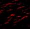 Matrilin 1 antibody, NBP1-77350, Novus Biologicals, Immunofluorescence image 