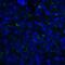 TNF Superfamily Member 14 antibody, LS-C669103, Lifespan Biosciences, Immunofluorescence image 