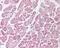 Isocitrate Dehydrogenase (NADP(+)) 1, Cytosolic antibody, 49-853, ProSci, Immunohistochemistry frozen image 